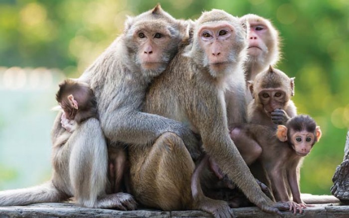gia đình con khỉ