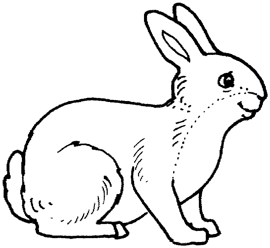 tranh tô màu con thỏ