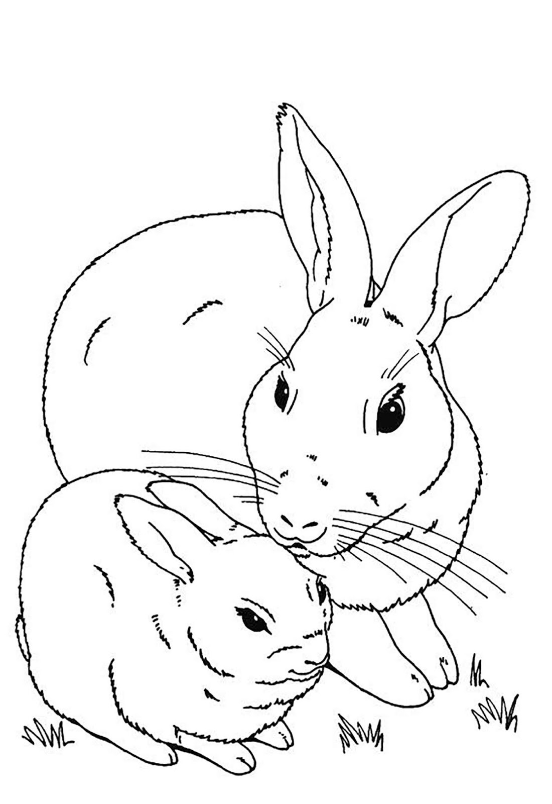 tranh tô màu 2 con thỏ