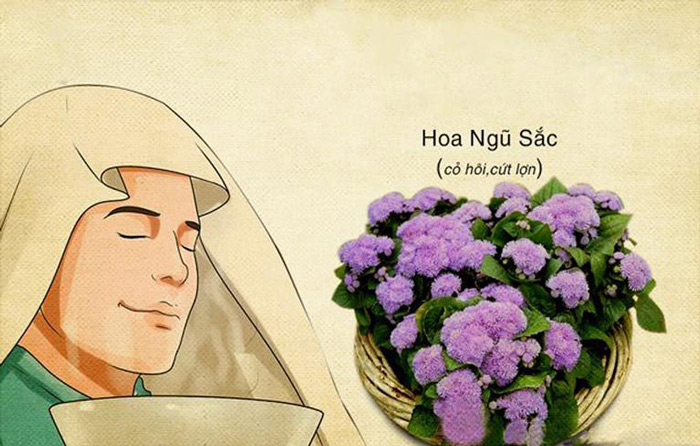 Cách Trị Viêm Xoang Mũi Dân Gian Bằng Hoa Ngũ Sắc (hoa cứt lợn)